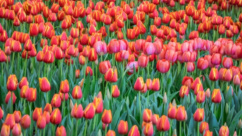 Siedlce: Wspólnie zasadzimy 100 tulipanów na 100-lecie Żeromskiego!